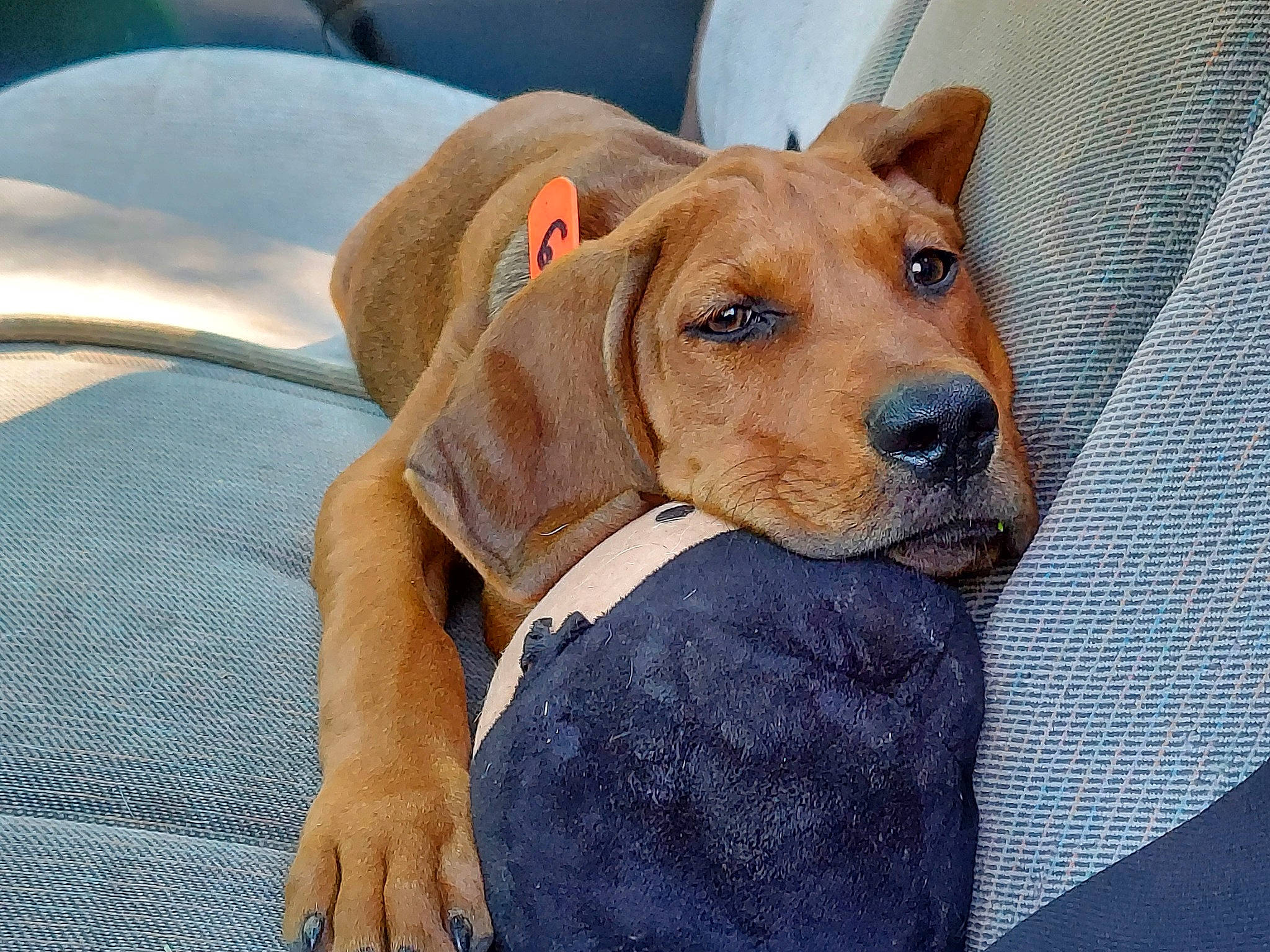 Shane is registered to the contest to win money with this photo: canidae, carnivore, collar, comfort, companion_dog, dog, dog_breed, dog_clothes, dog_collar, dog_supply, fawn, fur, hound, liver, paw, pet_supply, puppy, sporting_group, whiskers, working_animal