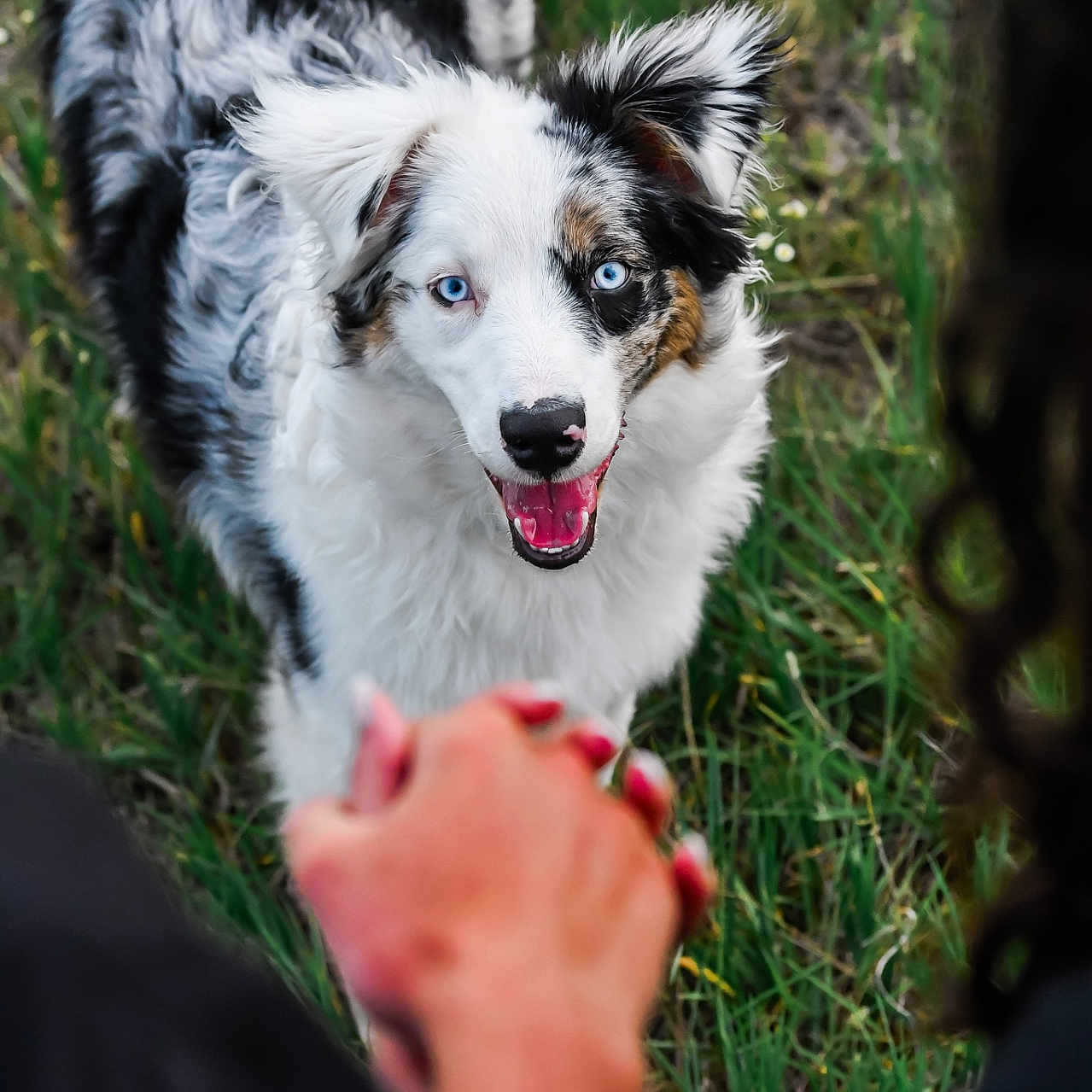 Knox is registered to the contest to win money with this photo: adult, animal, bodypart, canine, collie, dog, face, female, finger, grass, hand, head, husky, male, man, person, pet, plant, puppy, woman