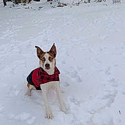 Rivers is registered to the contest to win money with this photo: dog, snow, forest, trees, woodpile, winter, outdoor, animal, canine, cold, nature, pets, blue_eyes, jacket, red, plaid, fur, alert, standing, daylight