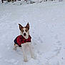 dog, snow, forest, trees, woodpile, winter, outdoor, animal, canine, cold, nature, pets, blue_eyes, jacket, red, plaid, fur, alert, standing, daylight