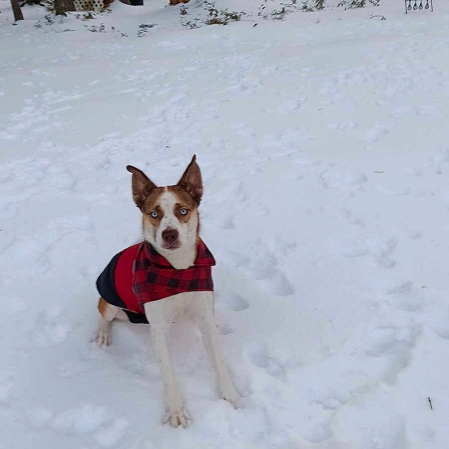 Rivers is registered to the contest to win money with this photo: alert, animal, blue_eyes, canine, cold, daylight, dog, forest, fur, jacket, nature, outdoor, pets, plaid, red, snow, standing, trees, winter, woodpile