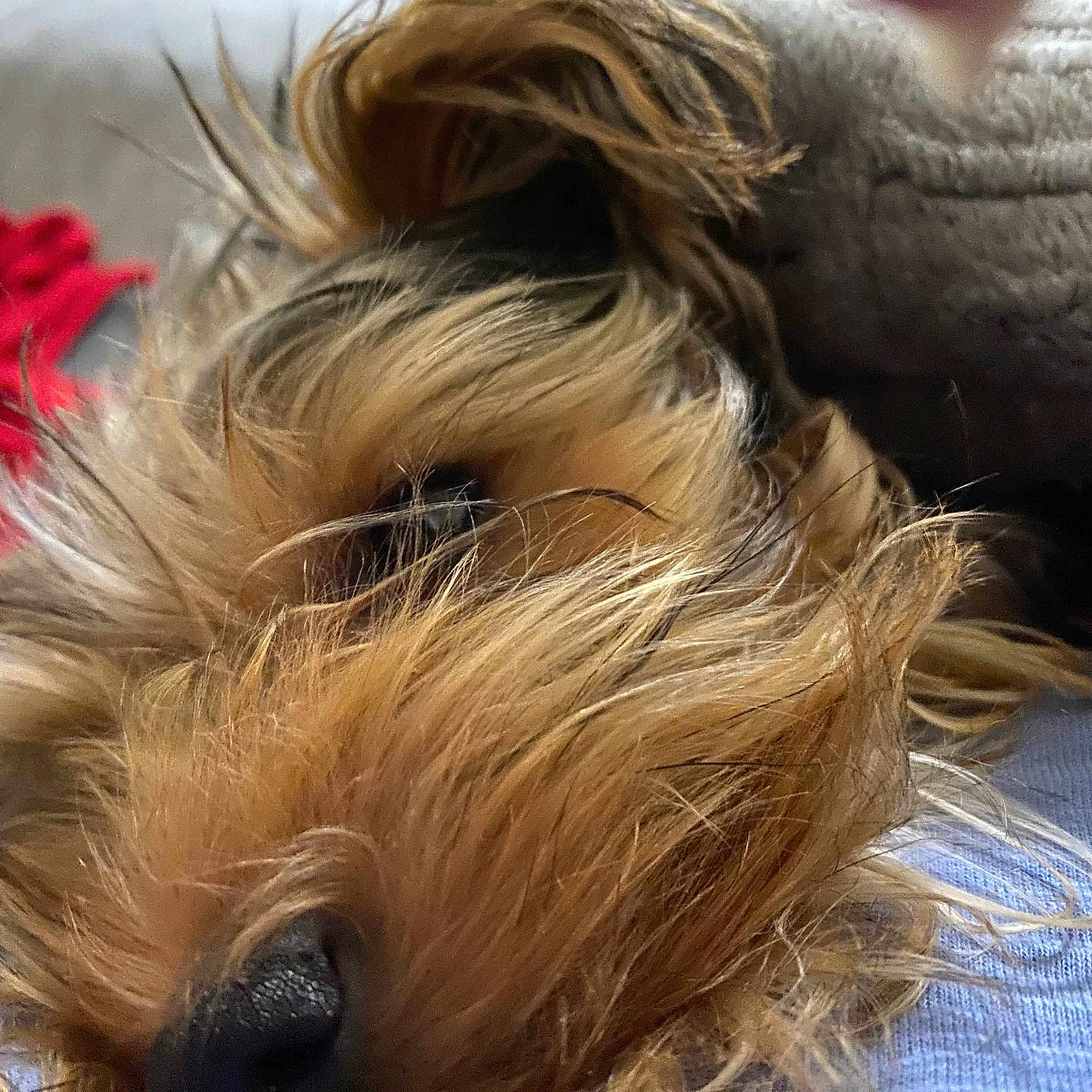 Keana is registered to the contest to win money with this photo: affenpinscher, airedale, animal, ball, canine, cockerspaniel, dog, flower, football, person, pet, plant, poodle, puppy, rose, sleeping, soccer, soccerball, sport, terrier