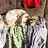 blanket, cat, couch, cozy, cuddle_buddies, dog, fur, gray_blanket, green_blanket, indoor, living_room, lying_down, nap, pet, red_blanket, sleepy, snuggling, tabby_cat, upholstery, white_and_tan_dog