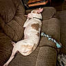Diesel joined the competition — help win amazing prizes! brown_spot, collar, couch, cozy, dog, ear, home, indoor, living_room, nose, paw, pet, pitbull, reclining, relaxed, rope_toy, sleeping, sofa, upholstery, white_fur