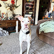 Diesel joined the competition — help win amazing prizes! dog, ball, carpet, doll, table, blanket, armchair, bookshelf, decorations, indoor, pet, toy, furniture, curious, alert, white_dog, tan_ears, living_room, home, cozy