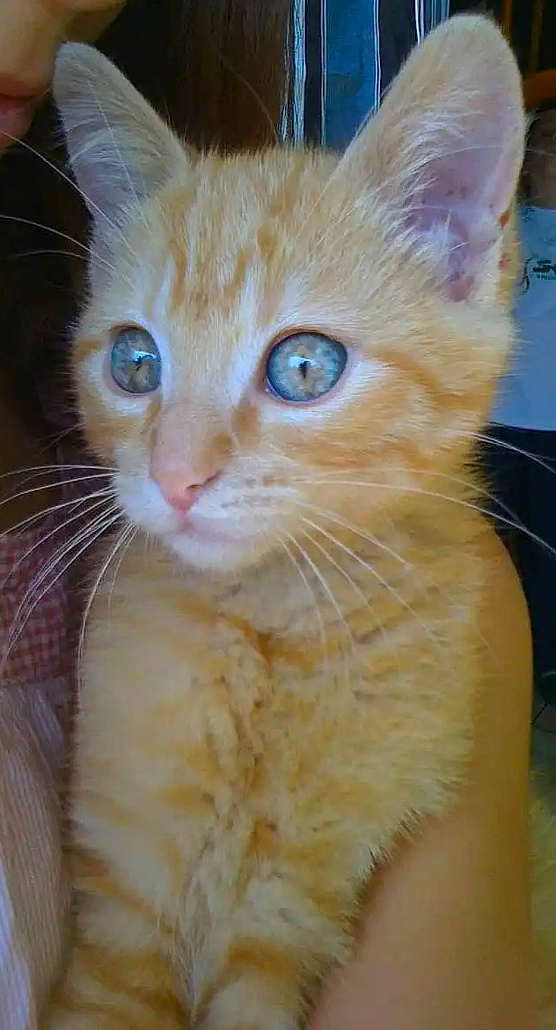 Eiffel participe au concours pour gagner de l'argent avec cette photo : carnivore, cat, curious, domestic_short_haired_cat, fawn, felidae, fur, iris, kitten, peach, skin, small_to_medium_sized_cats, snout, vertebrate, whiskers, yellow