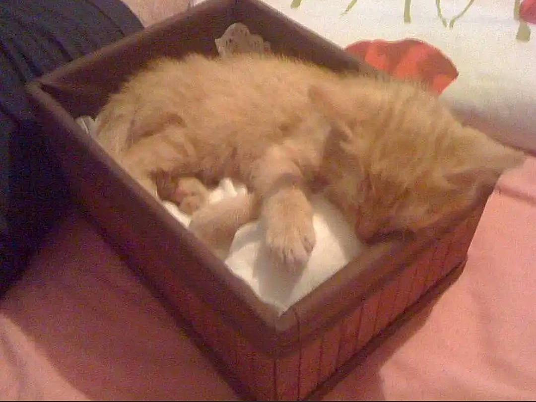 Eiffel a rejoint le concours — aidez-le/la à gagner de superbes lots ! carnivore, cat, cat_supply, comfort, fawn, felidae, fur, home_accessories, nap, sleep, small_to_medium_sized_cats, whiskers