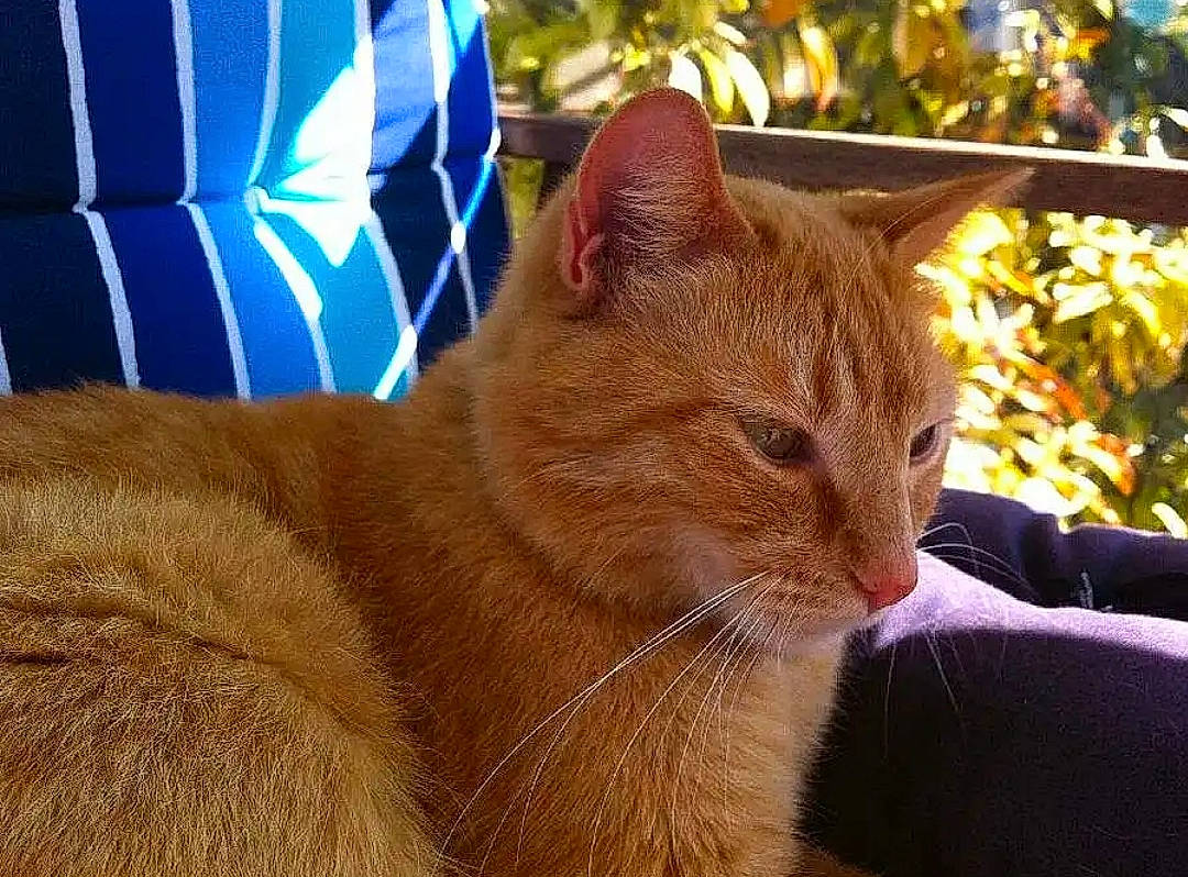 Eiffel a rejoint le concours — aidez-le/la à gagner de superbes lots ! carnivore, cat, comfort, couch, fawn, felidae, fur, liver, small_to_medium_sized_cats, snout, vertebrate, whiskers