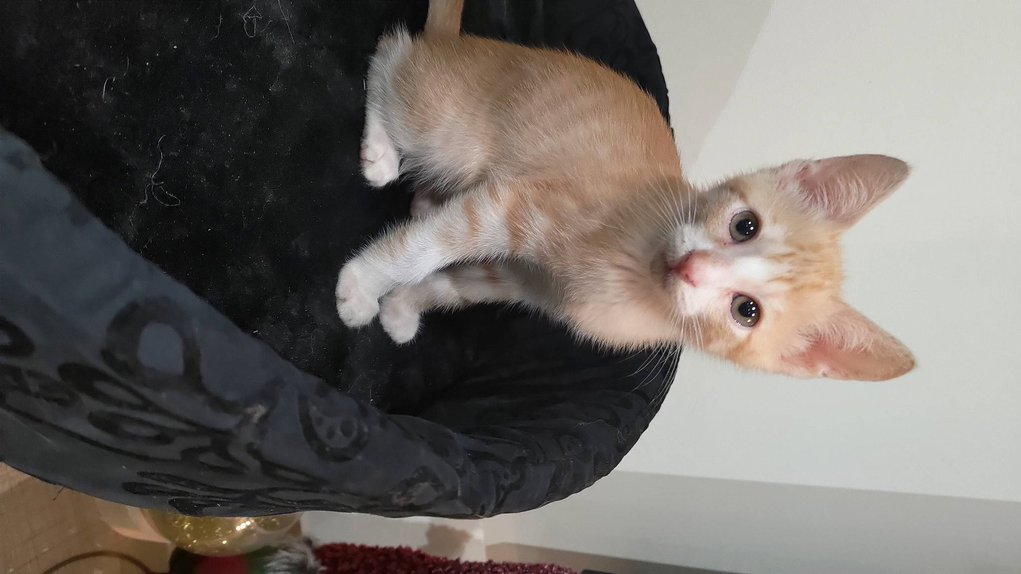 Spoutnick participe au concours pour gagner de l'argent avec cette photo : balinese, carnivore, cat, claw, comfort, domestic_short_haired_cat, fawn, felidae, fur, paw, small_to_medium_sized_cats, snout, tail, whiskers