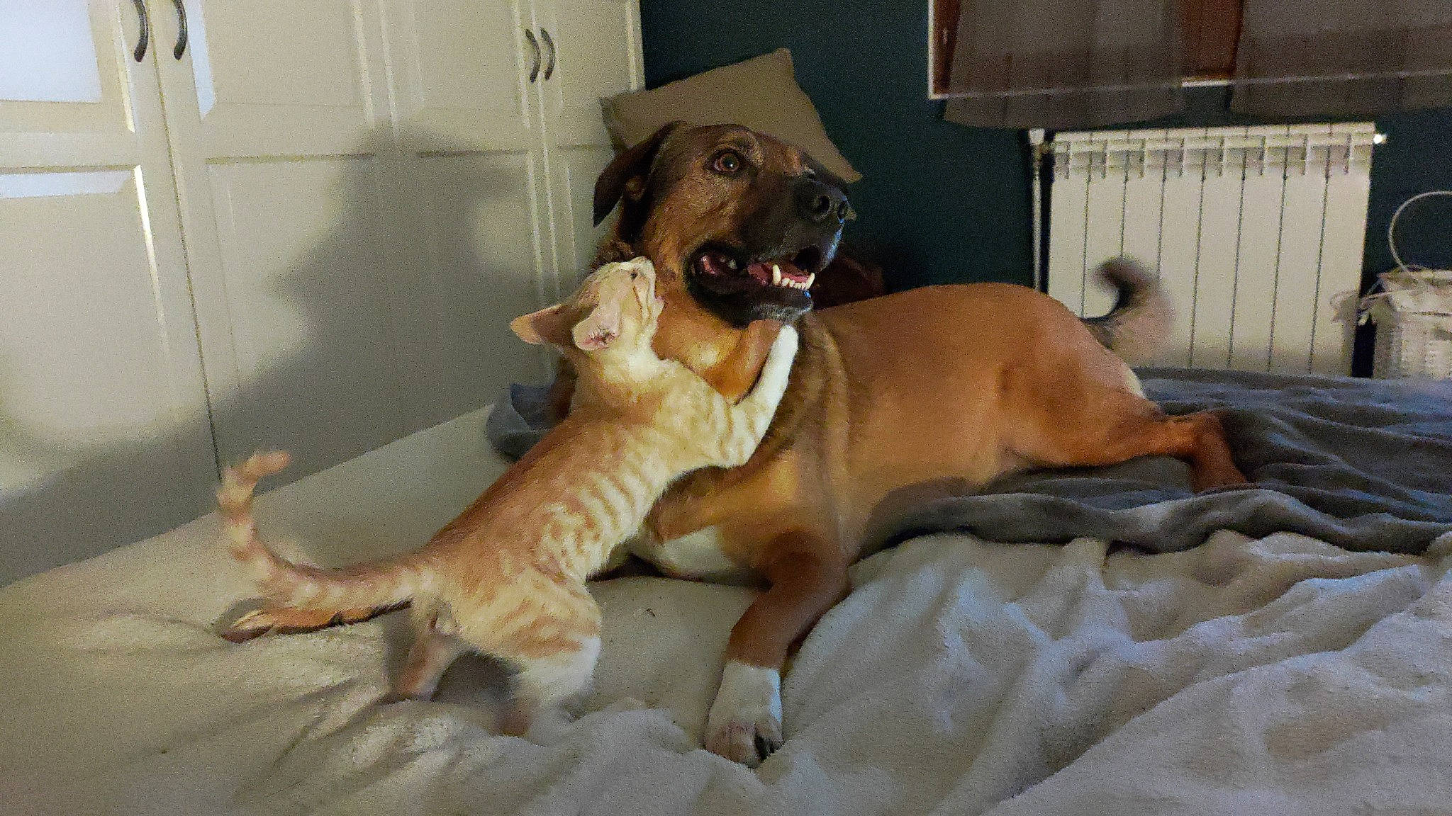 Spoutnick participe au concours pour gagner de l'argent avec cette photo : canidae, carnivore, collar, comfort, companion_dog, dog, dog_breed, dog_supply, fawn, flooring, fur, guard_dog, liver, paw, snout, sporting_group, tail, terrestrial_animal, whiskers, working_animal