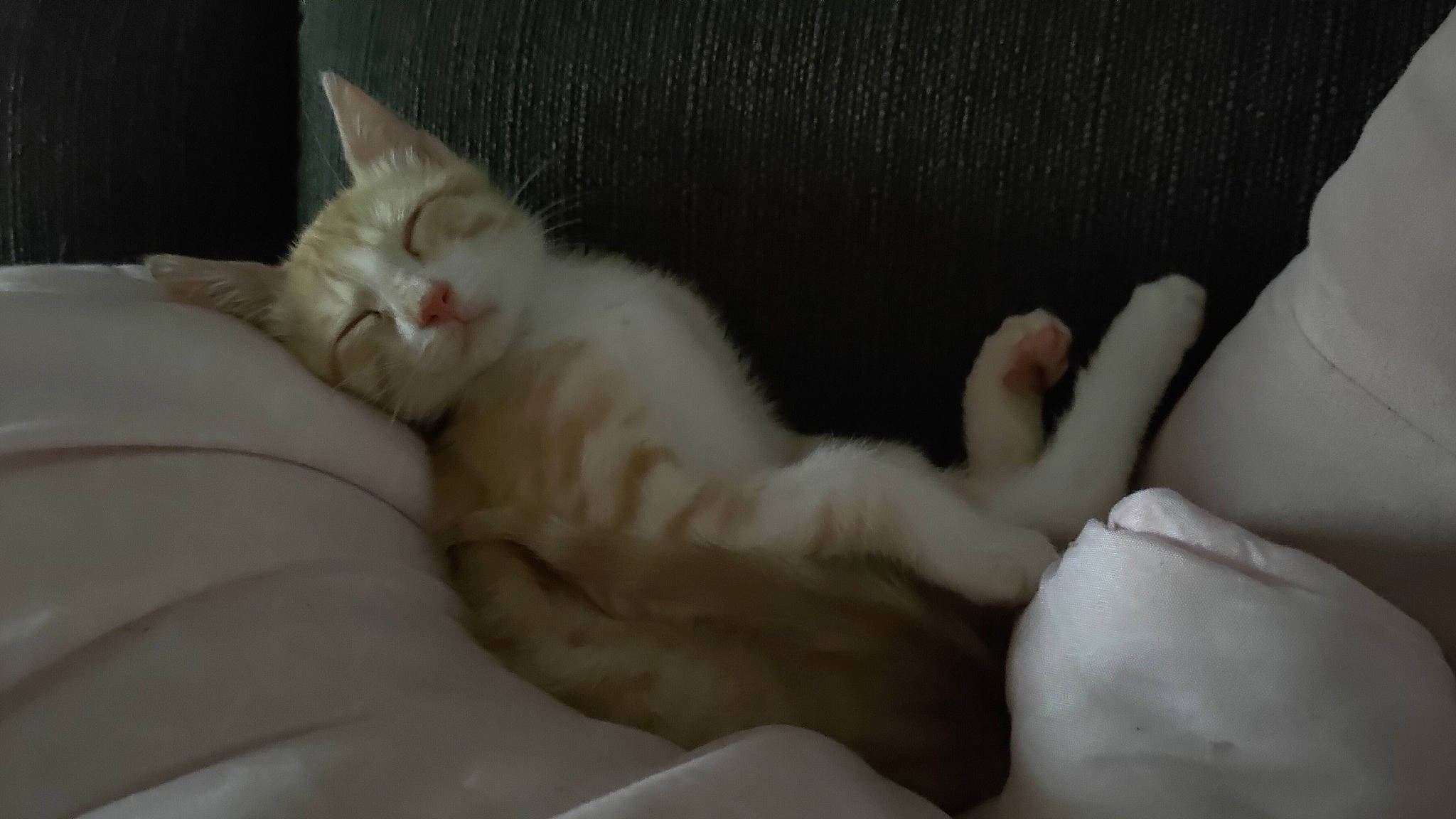 Spoutnick participe au concours pour gagner de l'argent avec cette photo : carnivore, cat, claw, comfort, domestic_short_haired_cat, fawn, felidae, fur, linens, nap, paw, sleep, small_to_medium_sized_cats, tail, terrestrial_animal, vertebrate, whiskers