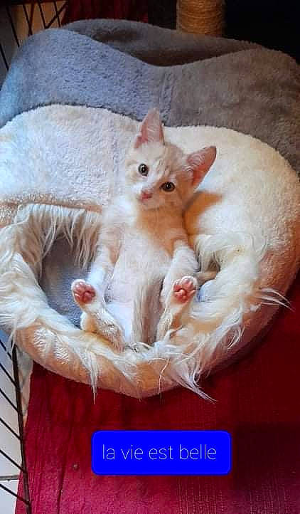 Spoutnick a rejoint le concours — aidez-le/la à gagner de superbes lots ! basket, carnivore, cat, cat_bed, cat_supply, comfort, companion_dog, domestic_short_haired_cat, fawn, felidae, fur, nap, paw, peach, pet_supply, photo_caption, small_to_medium_sized_cats, snout, tail, whiskers