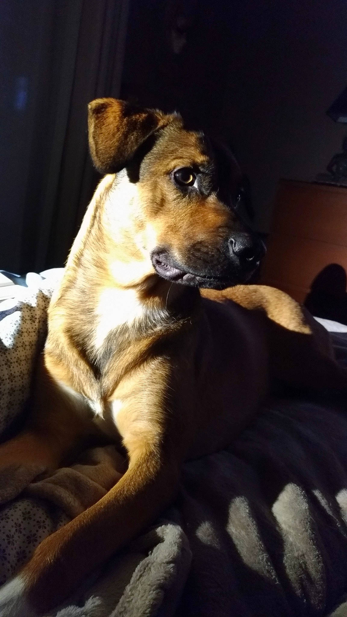 Snooker a rejoint le concours — aidez-le/la à gagner de superbes lots ! black_mouth_cur, canidae, carnivore, companion_dog, dog, dog_breed, ear, fawn, feist, mammal, paw, potcake_dog, rare_breed_dog, snout, street_dog, vertebrate, whiskers