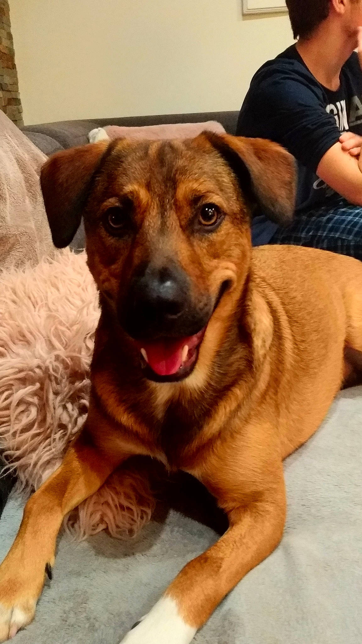 Snooker participe au concours pour gagner de l'argent avec cette photo : austrian_pinscher, black_mouth_cur, canidae, carnivore, companion_dog, dog, dog_breed, fawn, mammal, mountain_cur, potcake_dog, rare_breed_dog, rhodesian_ridgeback, snout, sporting_group, vertebrate, whiskers