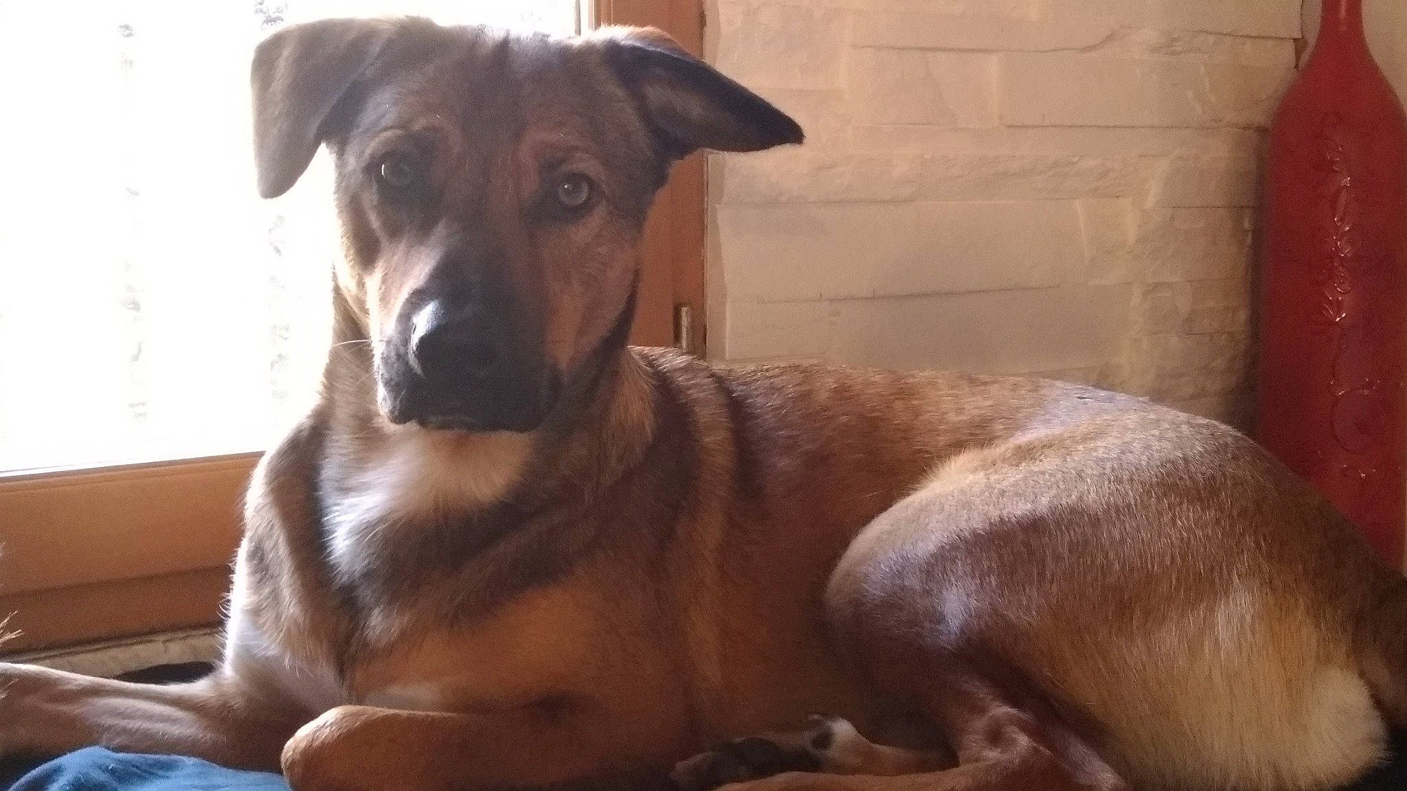 Snooker a rejoint le concours — aidez-le/la à gagner de superbes lots ! africanis, black_mouth_cur, canidae, carnivore, companion_dog, dog, dog_breed, fawn, mammal, mountain_cur, pariah_dog, potcake_dog, rare_breed_dog, rhodesian_ridgeback, snout, street_dog, vertebrate