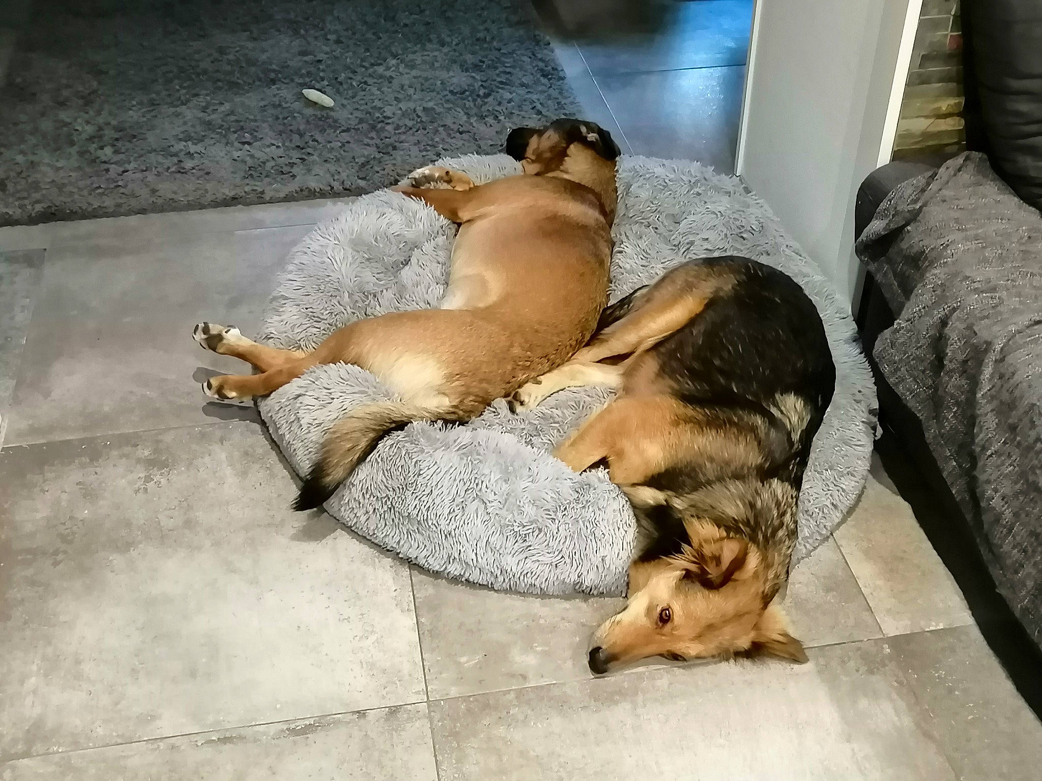 Roxy a rejoint le concours — aidez-le/la à gagner de superbes lots ! black_mouth_cur, canidae, carnivore, companion_dog, dog, dog_breed, fawn, floor, paw, puppy, puppy_love, street_dog