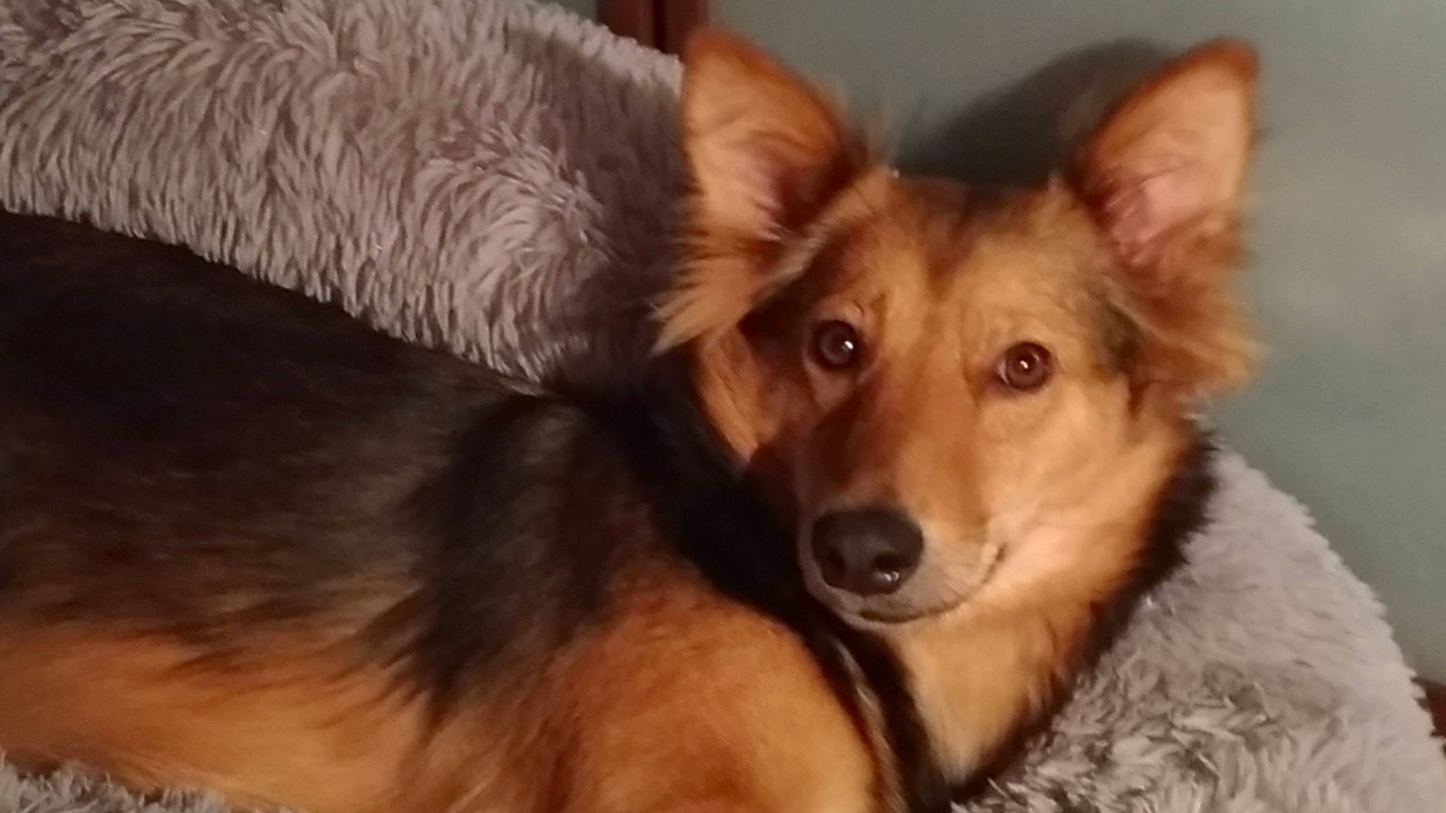 Roxy participe au concours pour gagner de l'argent avec cette photo : canidae, carnivore, companion_dog, dog, dog_breed, fur, kunming_wolfdog, mammal, puppy, snout, vertebrate, whiskers, wolfdog, working_dog