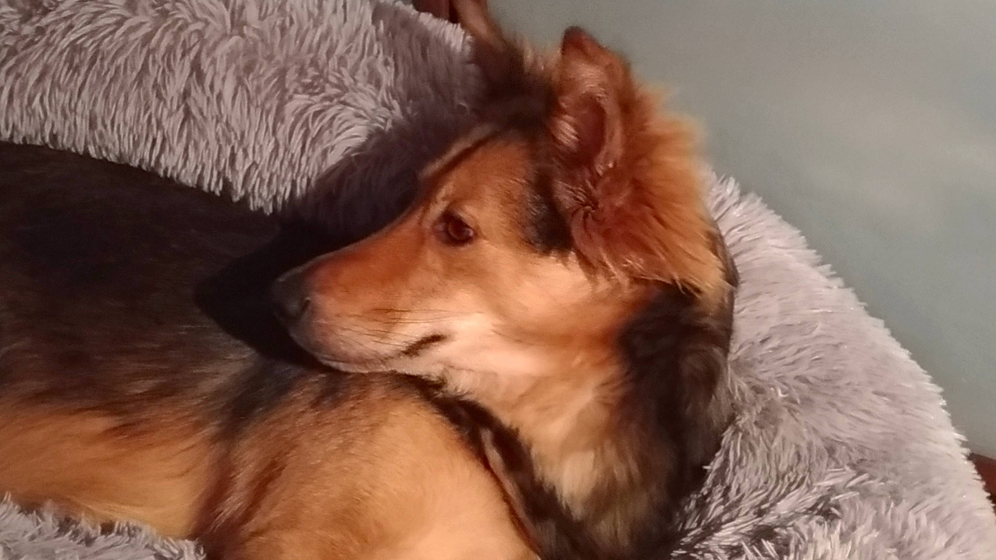 Roxy participe au concours pour gagner de l'argent avec cette photo : canidae, carnivore, collie, companion_dog, dog, dog_breed, fur, mammal, puppy, rough_collie, scotch_collie, shetland_sheepdog, snout, vertebrate, whiskers