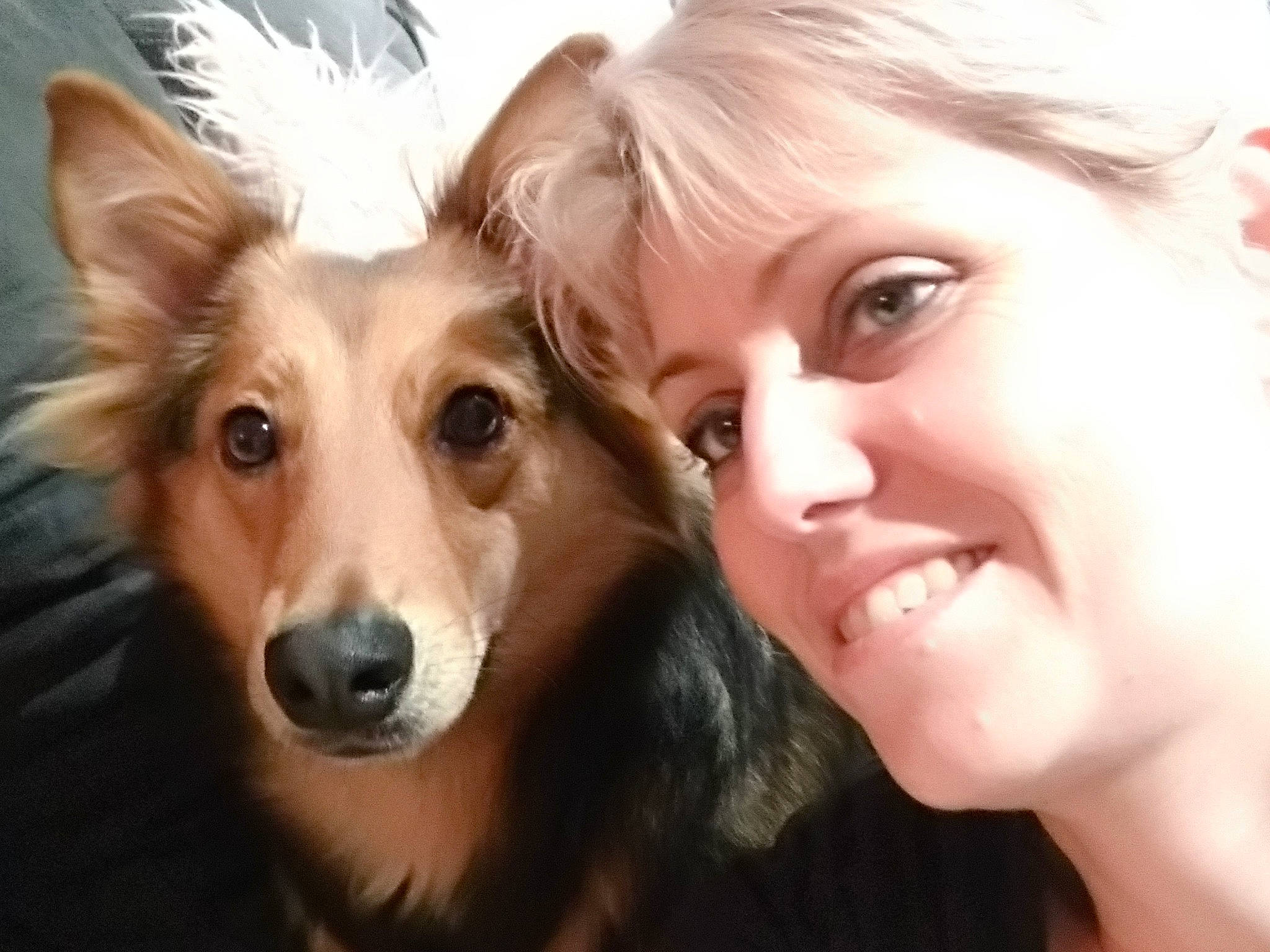 Roxy a rejoint le concours — aidez-le/la à gagner de superbes lots ! canidae, carnivore, collie, companion_dog, dog, dog_breed, head, mammal, shetland_sheepdog, silken_windhound, snout, vertebrate, whiskers