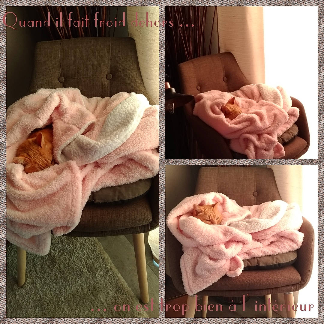 Eiffel participe au concours pour gagner de l'argent avec cette photo : baby, bedding, blanket, child, flower, footwear, fur, furniture, headgear, linens, pink, product, room, rose, rose_family, shoe, textile, wool