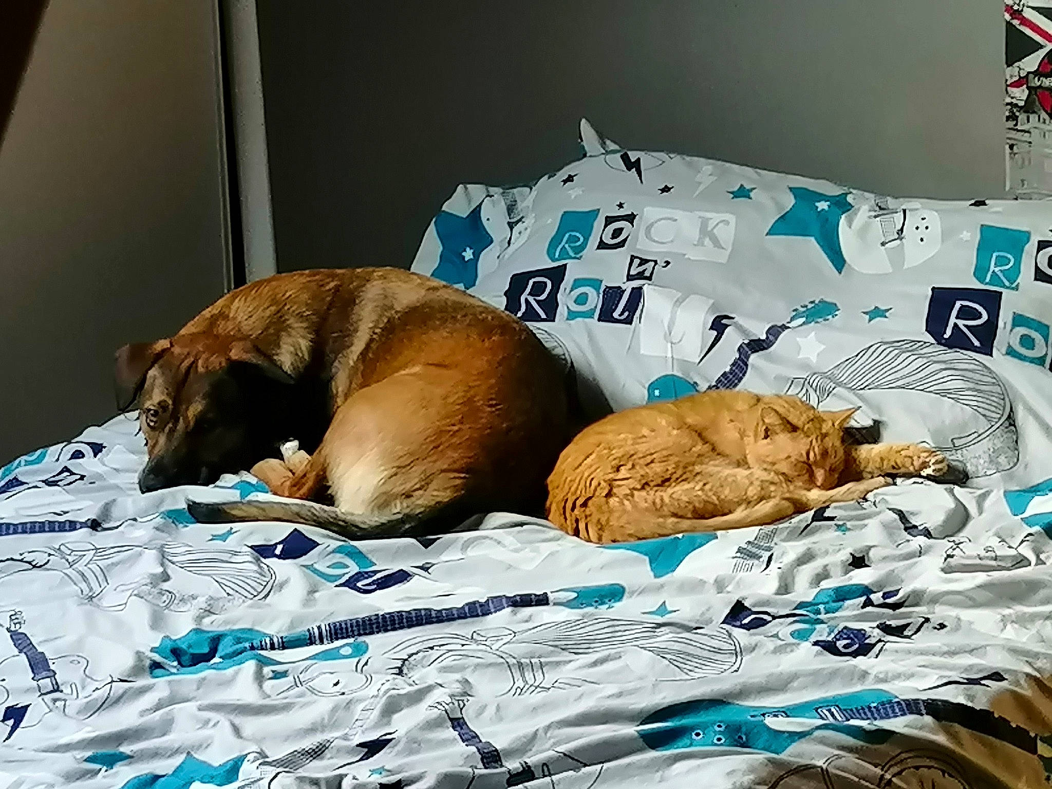 Eiffel participe au concours pour gagner de l'argent avec cette photo : bed_sheet, bedtime, canidae, carnivore, comfort, companion_dog, dog, dog_breed, dogue_de_bordeaux, furniture, linens, nap, puppy, sleep, vizsla, world