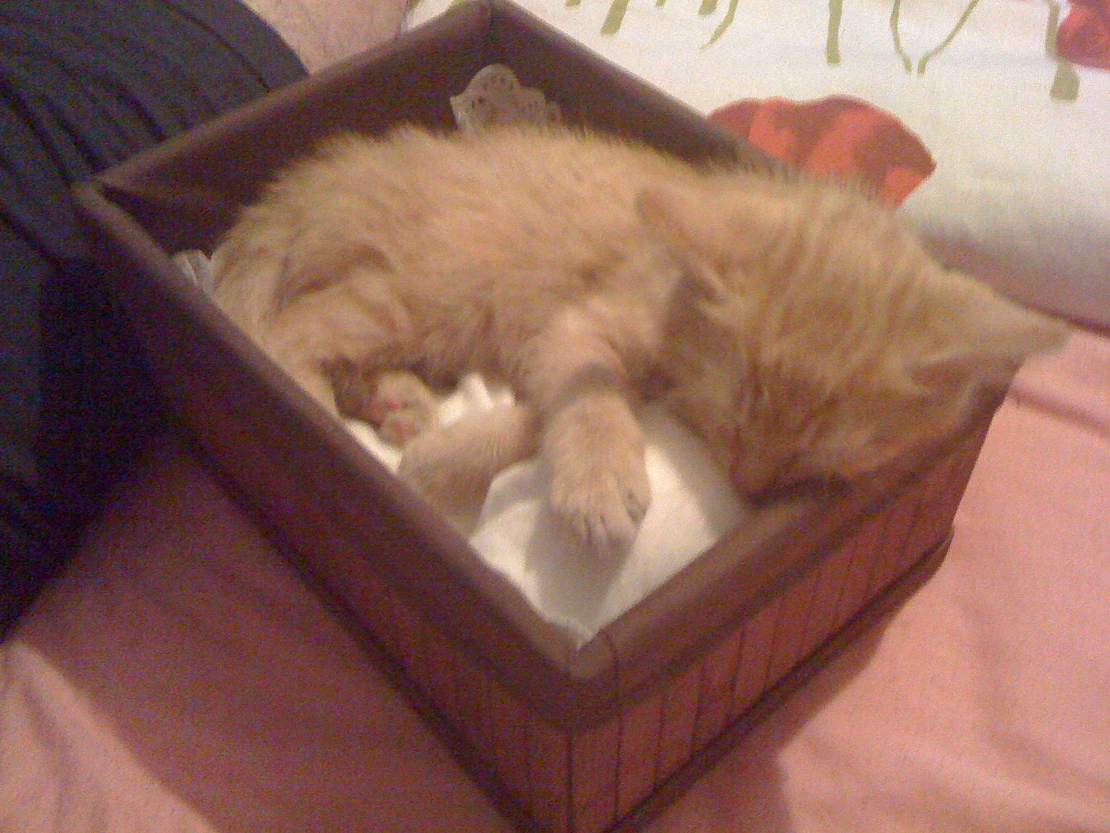 Eiffel a rejoint le concours — aidez-le/la à gagner de superbes lots ! carnivore, cat, domestic_long_haired_cat, fawn, felidae, kitten, mammal, nap, norwegian_forest_cat, persian, ragamuffin, ragdoll, small_to_medium_sized_cats, whiskers