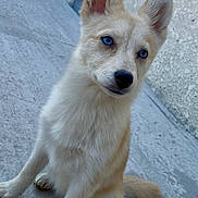 Briséïs participe au concours pour gagner de l'argent avec cette photo : puppy, dog, blue_eyes, sitting, concrete_floor, curious, fluffy, outdoor, young_dog, ears_up, canine, pet, animal, closeup, looking, domestic_animal, furry, adorable, alert, companion