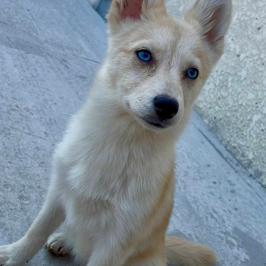 Briséïs participe au concours pour gagner de l'argent avec cette photo : puppy, dog, blue_eyes, sitting, concrete_floor, curious, fluffy, outdoor, young_dog, ears_up, canine, pet, animal, closeup, looking, domestic_animal, furry, adorable, alert, companion