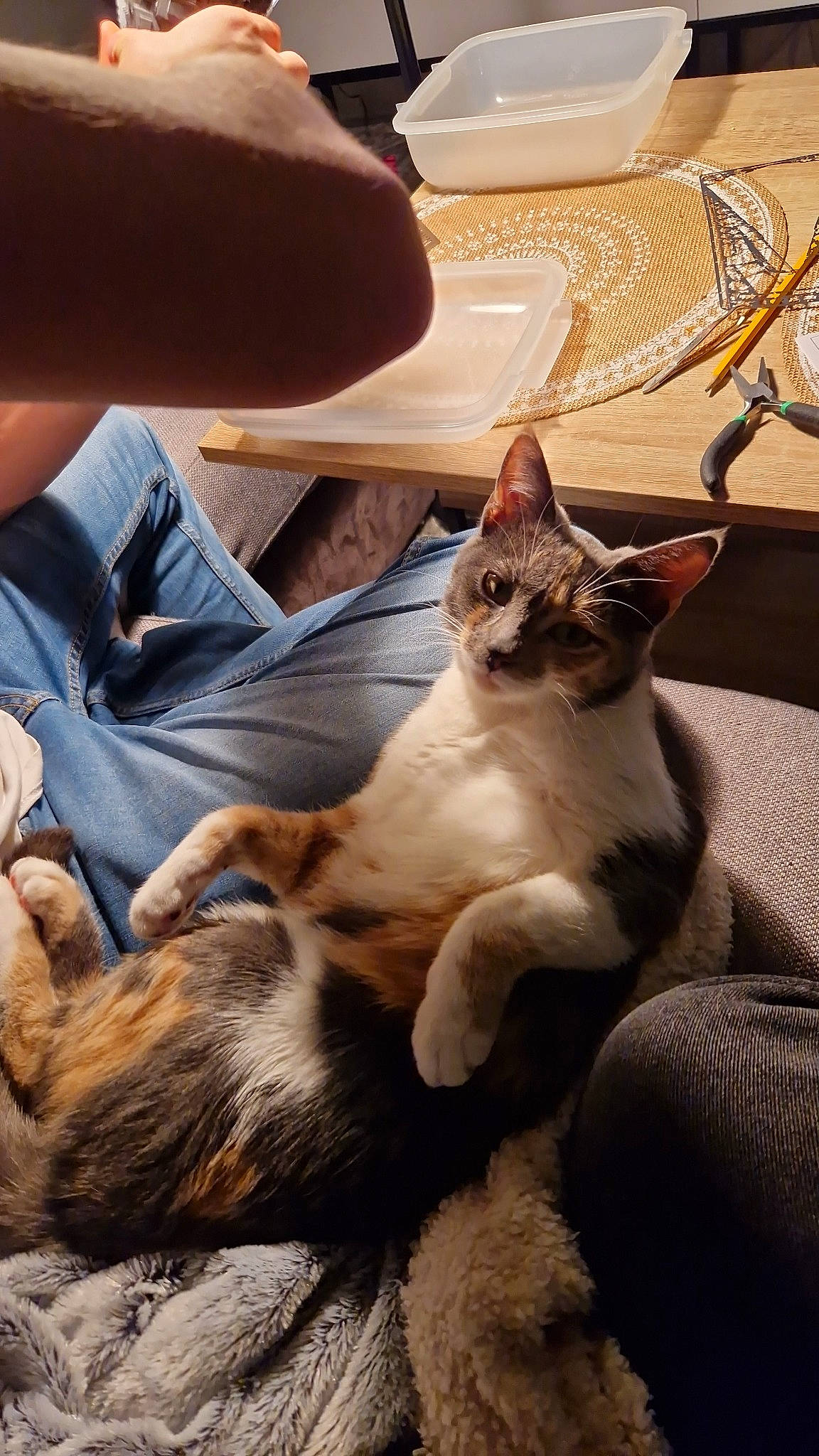 Pomme a rejoint le concours — aidez-le/la à gagner de superbes lots ! canidae, carnivore, cat, claw, comfort, couch, domestic_short_haired_cat, fawn, felidae, fur, human_leg, lap, metal, paw, sitting, small_to_medium_sized_cats, tail, tree, whiskers, wood