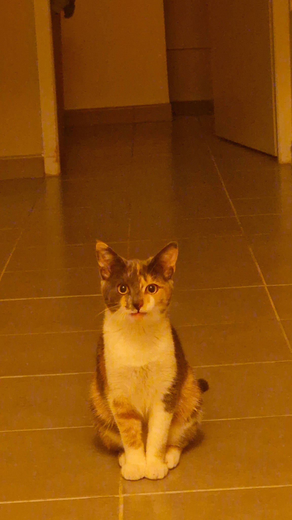 Pomme participe au concours pour gagner de l'argent avec cette photo : carnivore, cat, domestic_short_haired_cat, fawn, felidae, floor, flooring, fur, hardwood, laminate_flooring, paw, small_to_medium_sized_cats, tail, terrestrial_animal, tile, tile_flooring, varnish, whiskers, wood, wood_flooring