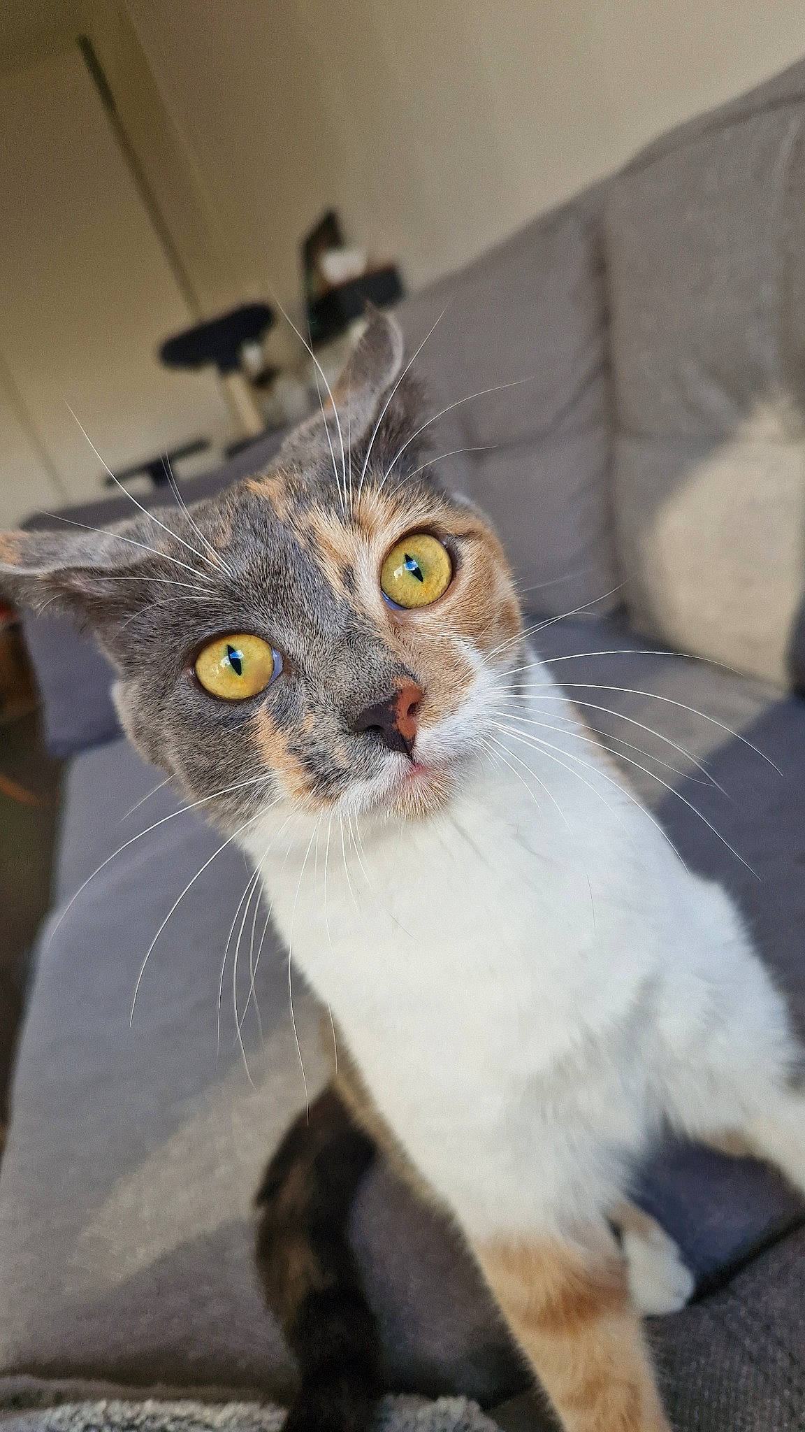 Pomme a rejoint le concours — aidez-le/la à gagner de superbes lots ! carnivore, cat, collar, couch, domestic_short_haired_cat, door, felidae, fur, grey, small_to_medium_sized_cats, snout, tail, whiskers, window