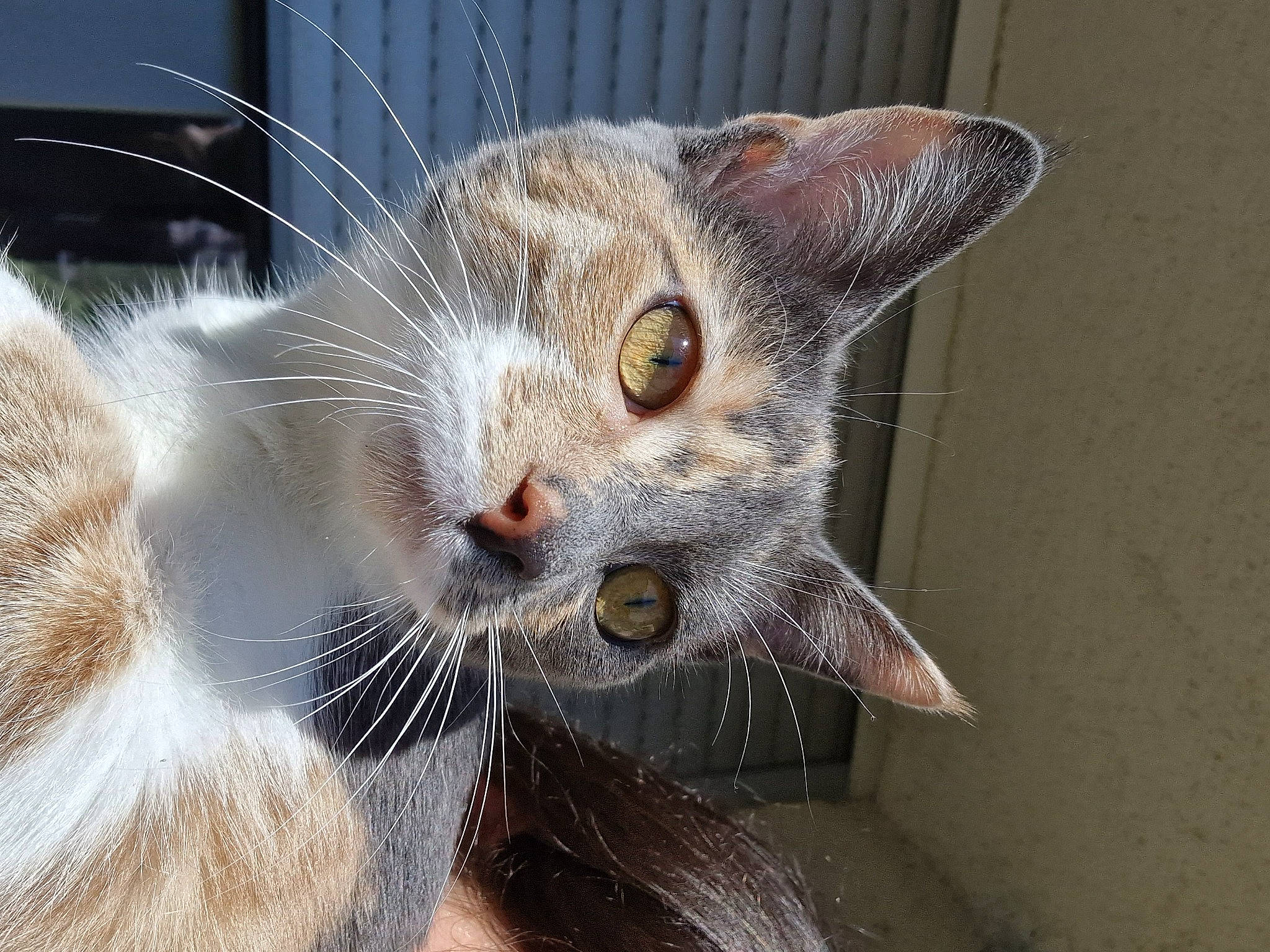 Pomme a rejoint le concours — aidez-le/la à gagner de superbes lots ! carnivore, cat, claw, domestic_short_haired_cat, fang, fawn, felidae, fur, paw, small_to_medium_sized_cats, snout, tail, terrestrial_animal, whiskers, wildlife, yawn