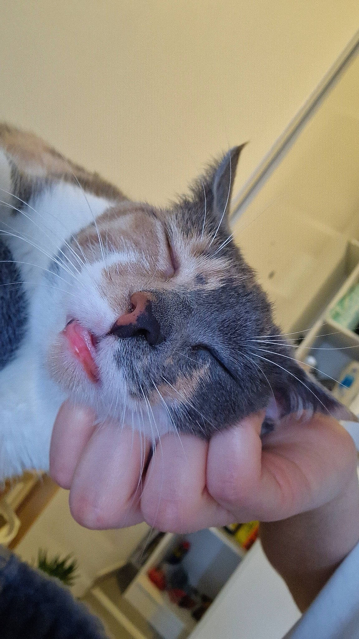 Pomme a rejoint le concours — aidez-le/la à gagner de superbes lots ! carnivore, cat, claw, comfort, domestic_short_haired_cat, ear, felidae, finger, fur, gesture, hand, nail, nap, paw, sleep, small_to_medium_sized_cats, snout, terrestrial_animal, thumb, whiskers