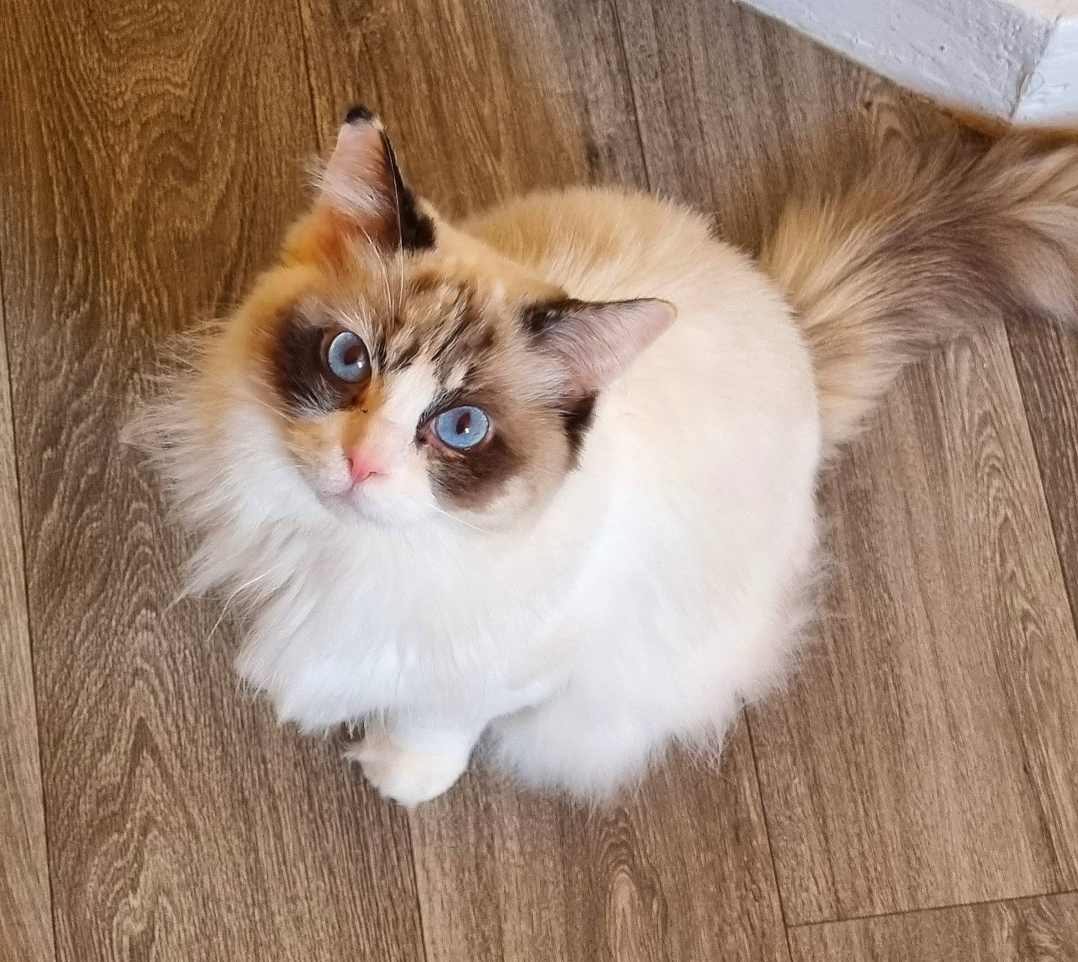 Hollie joined the competition — help win amazing prizes! birman, carnivore, cat, claw, eye, fawn, felidae, flooring, fur, hardwood, head, paw, ragdoll, small_to_medium_sized_cats, snout, surprised, tail, terrestrial_animal, whiskers, wood