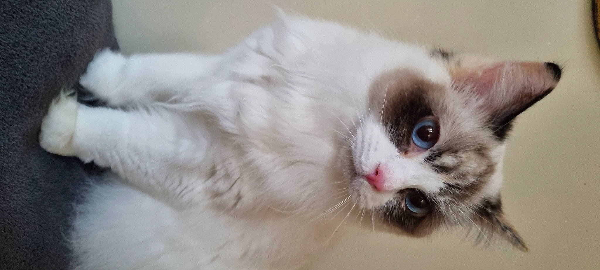 Hollie joined the competition — help win amazing prizes! balinese, carnivore, cat, claw, comfort, domestic_short_haired_cat, felidae, fur, iris, laperm, paw, small_to_medium_sized_cats, snout, whiskers