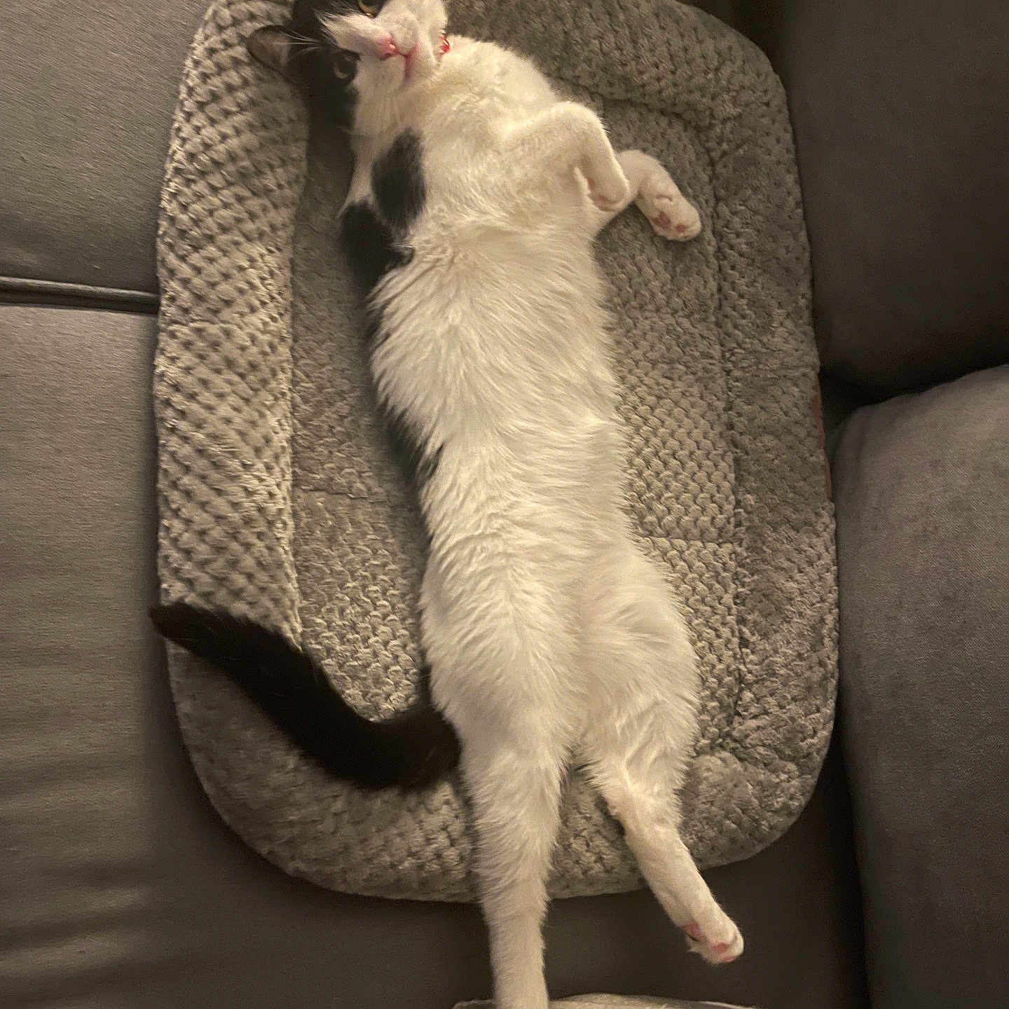 Ripley is registered to the contest to win money with this photo: abyssinian, angora, animal, architecture, armchair, blanket, building, cat, chair, couch, cushion, furniture, homedecor, indoors, kitten, manx, person, pet, siamese, sleeping