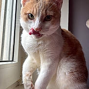 Raïkou participe au concours pour gagner de l'argent avec cette photo : cat, kitten, window, windowsill, tongue_out, licking, indoor, portrait, orange_and_white, fur, ears, whiskers, green_eyes, natural_light, closeup, pet, sitting, paw, cozy, pink_blanket