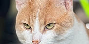 Raïkou participe au concours pour gagner de l'argent avec cette photo : cat, feline, pet, portrait, close_up, orange_and_white, tabby, green_eyes, whiskers, ears, nose, fur, indoor, bokeh, shallow_depth_of_field, soft_light, serious_expression, sitting, domestic_cat, closeup_face