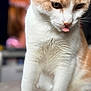 cat, feline, pet, close_up, blep, tongue_out, whiskers, fur, white_fur, orange_fur, indoor, blurred_background, shallow_depth_of_field, portrait, sitting, paws, domestic_cat, cute, soft_texture, eyes