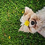 Gwen a rejoint le concours — aidez-le/la à gagner de superbes lots ! dog, puppy, fluffy_dog, dandelion, flower_on_head, grass, clover, green_lawn, nose, closed_eyes, paw, human_hand, lying_on_back, outdoor, cute, small_dog, portrait, summer, fur, nature