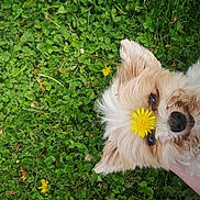 Gwen a rejoint le concours — aidez-le/la à gagner de superbes lots ! dog, puppy, grass, clover, dandelion, flower, pet, close_up, outdoor, meadow, fur, nose, eyes, portrait, adorable, playful, summer, nature, paw, hand