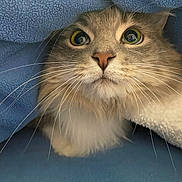 Poppy is registered to the contest to win money with this photo: cat, fluffy, whiskers, close_up, blanket, blue, cozy, pet, feline, curious, eyes, indoor, soft, cute, animal, muzzle, fur, portrait, domestic_cat, resting