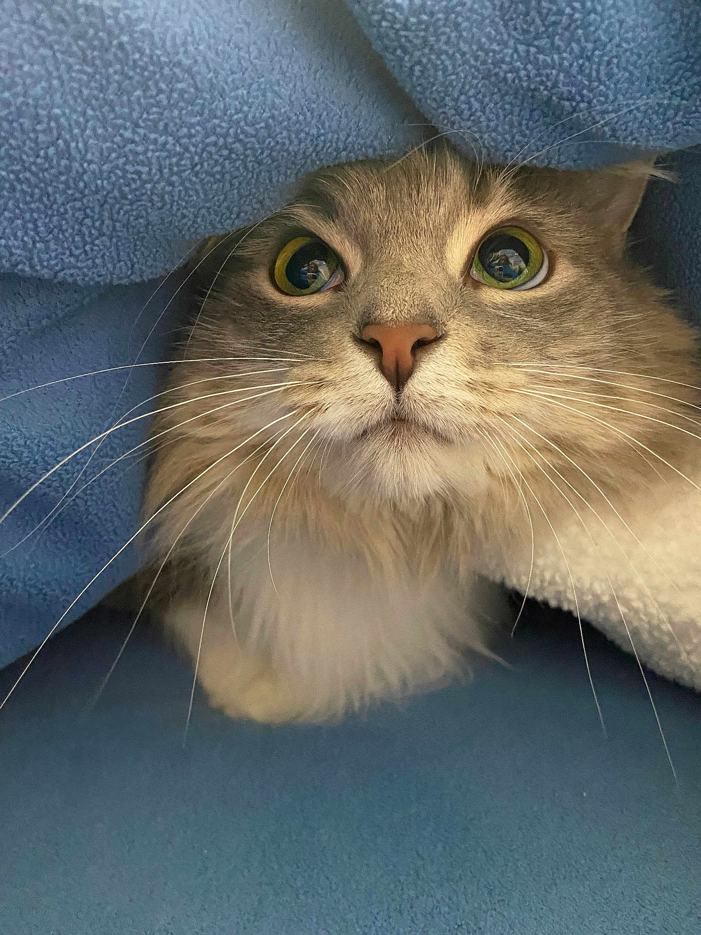 Poppy is registered to the contest to win money with this photo: cat, fluffy, whiskers, close_up, blanket, blue, cozy, pet, feline, curious, eyes, indoor, soft, cute, animal, muzzle, fur, portrait, domestic_cat, resting