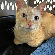 Oscar joined the competition — help win amazing prizes! cat, orange_cat, pet_carrier, indoor, close_up, resting, animal, feline, curious, whiskers, ears, eyes, fur, face, nose, pink_nose, blue_cloth, ventilation_holes, domestic_animal, cute