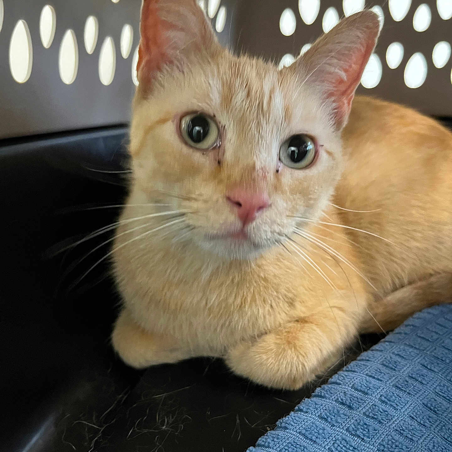 Oscar joined the competition — help win amazing prizes! animal, blue_cloth, cat, close_up, curious, cute, domestic_animal, ears, eyes, face, feline, fur, indoor, nose, orange_cat, pet_carrier, pink_nose, resting, ventilation_holes, whiskers