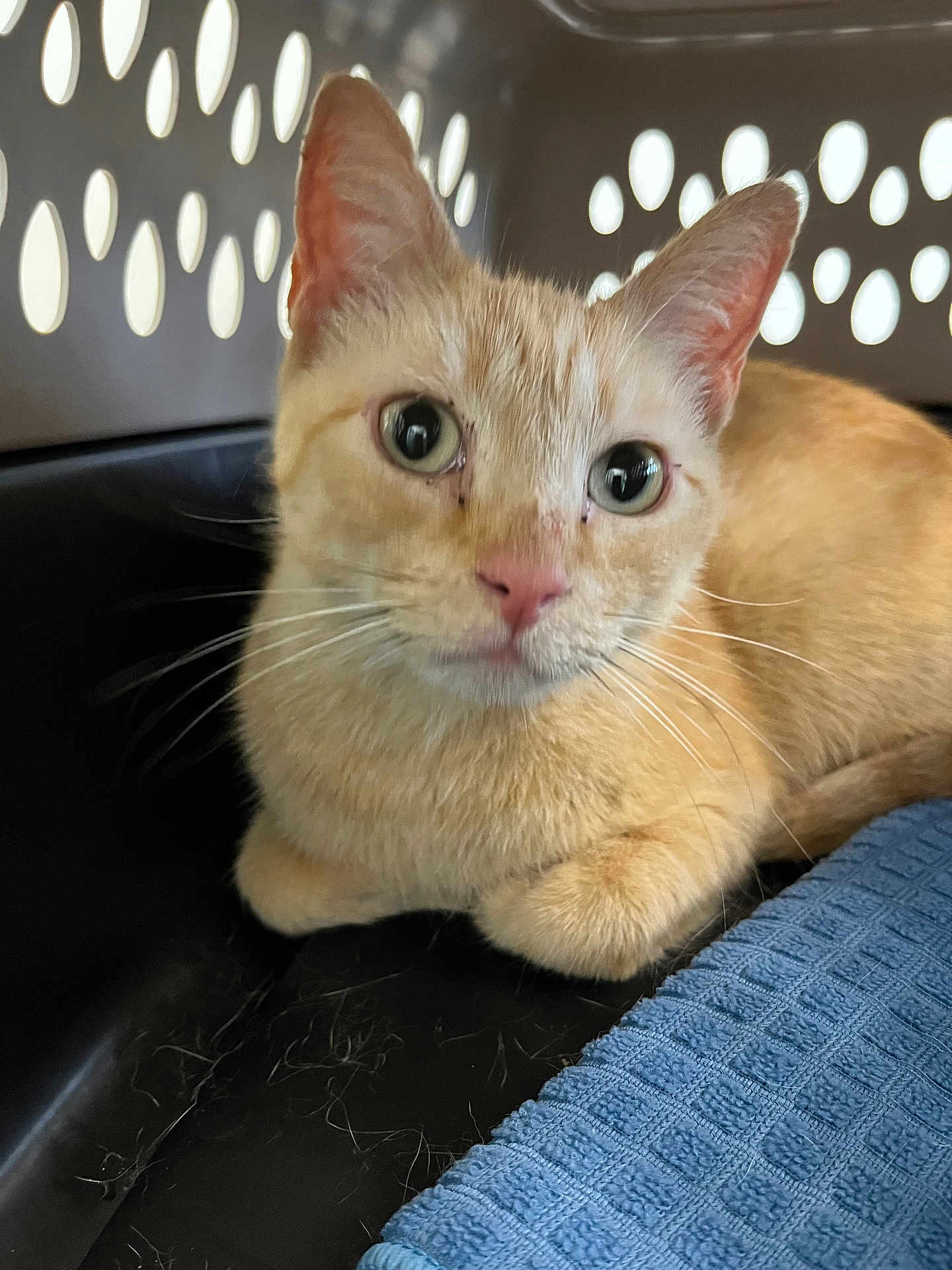 Oscar joined the competition — help win amazing prizes! cat, orange_cat, pet_carrier, indoor, close_up, resting, animal, feline, curious, whiskers, ears, eyes, fur, face, nose, pink_nose, blue_cloth, ventilation_holes, domestic_animal, cute