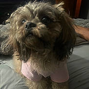 Mojiki is registered to the contest to win money with this photo: dog, small_dog, pet, bed, blanket, pink_shirt, fur, close_up, indoor, bedroom, television, tv_screen, furry, paws, nose, eyes, cute, looking_up, human_arm, soft_lighting