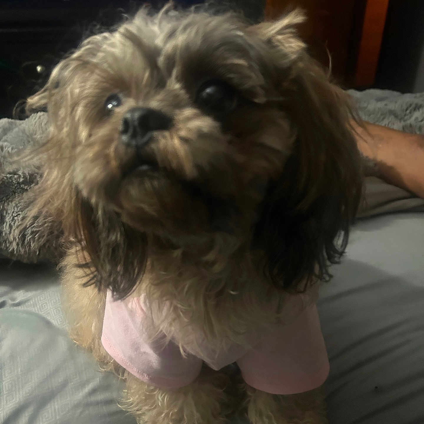 Mojiki is registered to the contest to win money with this photo: bed, bedroom, blanket, close_up, cute, dog, eyes, fur, furry, human_arm, indoor, looking_up, nose, paws, pet, pink_shirt, small_dog, soft_lighting, television, tv_screen