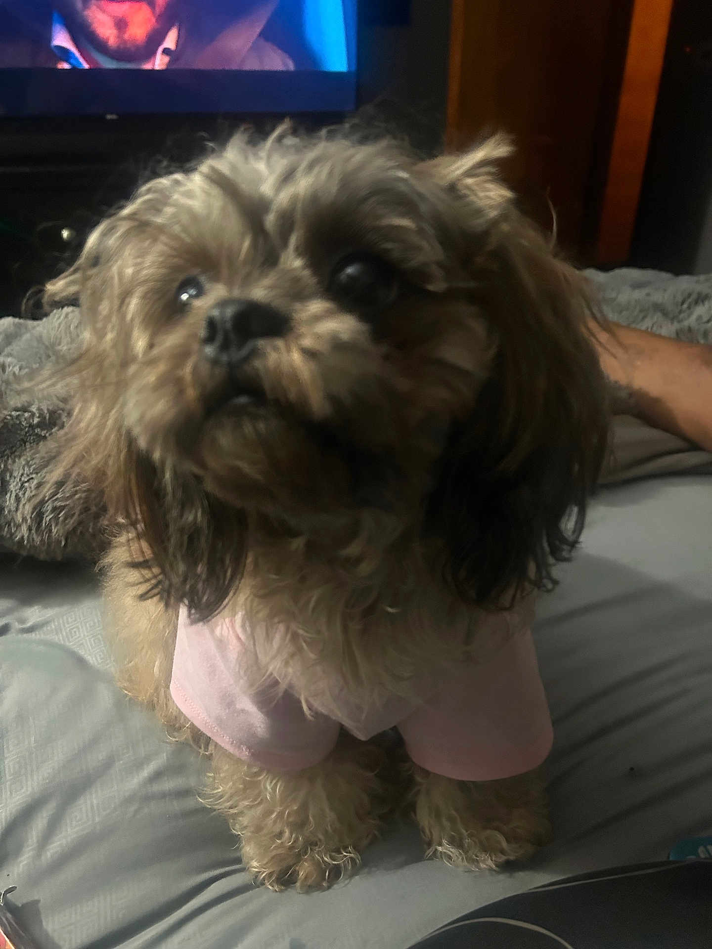 Mojiki is registered to the contest to win money with this photo: dog, small_dog, pet, bed, blanket, pink_shirt, fur, close_up, indoor, bedroom, television, tv_screen, furry, paws, nose, eyes, cute, looking_up, human_arm, soft_lighting