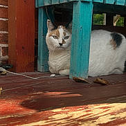 Buttercup joined the competition — help win amazing prizes! animal, brick_wall, calico_cat, cat, closeup, colorful, curious, feline, leaf, nature, outdoor, pet, porch, quiet, resting, shadow, sunlight, texture, wooden_chair, wooden_floor